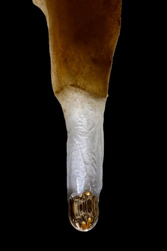 Grotte de Labouiche (Ariège) - Stalactite bicolore avec reflets dans la goutte(SP-23-1631)